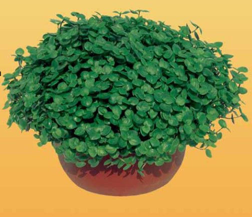 KK