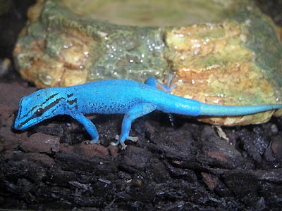 stapel Eenheid is genoeg Lygodactylus Williamsi - azuurblauwe daggekko