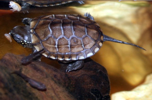 ik zal sterk zijn Verwijdering Makkelijk te lezen Waterschildpadden, info hierover