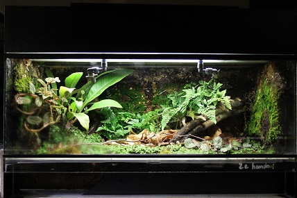 Paludarium ingericht kopen zelf bouwen