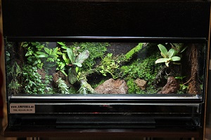 Paludarium ingericht kopen zelf bouwen