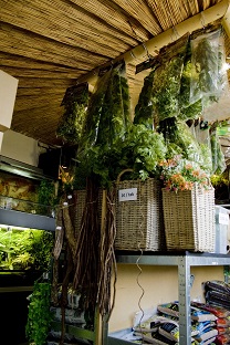 stel je voor Overeenkomstig met Komst Kunstplanten voor terraria | vind je bij Amfibia, uw shop voor het Terrarium,  Paludarium en al wat erin leeft en groeit !