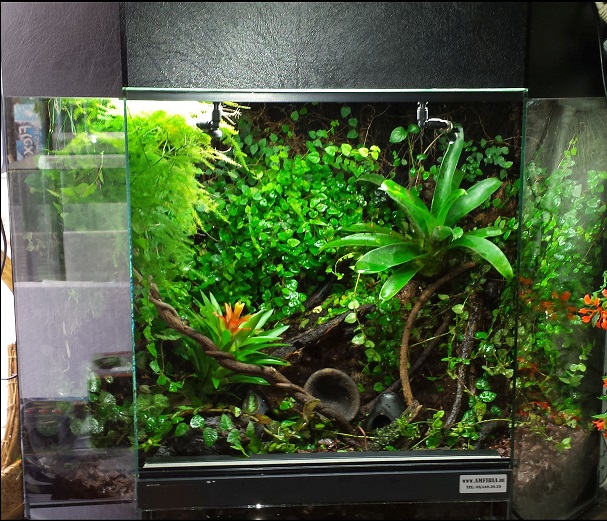 Paludarium ingericht kopen zelf bouwen