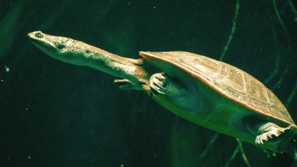 ik zal sterk zijn Verwijdering Makkelijk te lezen Waterschildpadden, info hierover